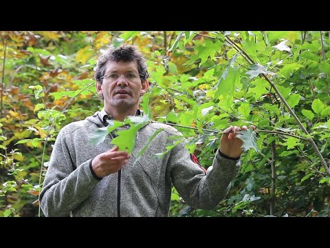 Waldwirtschaften Kompakt - Ist die Roteiche ein Hoffnungsträger im Klimawandel?