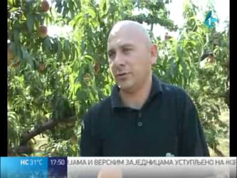 Duplo veći prinos bresaka u "Južnom Banatu"