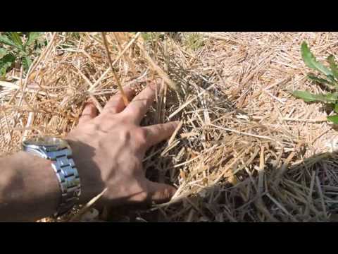 Szalmatakarás 4. | Új tapasztalatok | Kartondobozos takarás