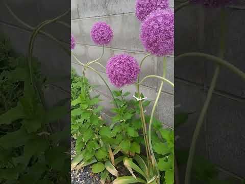 子供のためのガーデニング活動：春に子供たちに提供できる趣味は何ですか？  庭園