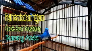 Download lagu Kehicap Ranting Gacor Full Tembakan mp3 Download lagu Kehicap Ranting Gacor Full Tembakan mp3