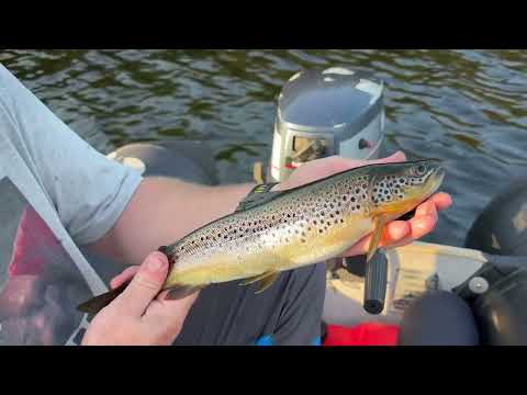 Ørretfiske i Froland 🎣