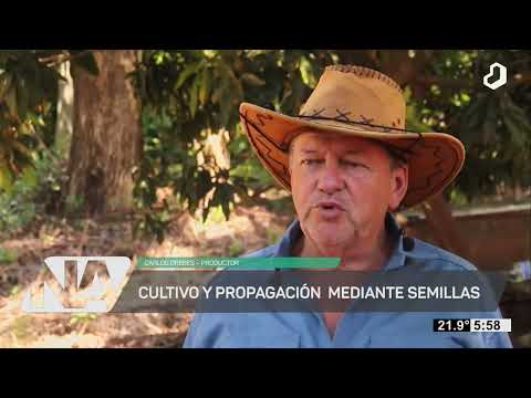 #NuestroAgro: Chacra multiproductiva en Dos de Mayo