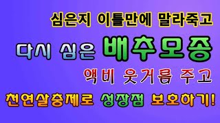 [텃밭농부.755]  다시심은 배추모종 이만큼. 웃거름 천연살충제로 방제, #배추재배 #김장배추재배