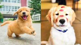 Baby Dogs - Cute and Funny Dog Videos Compilation #60 | Aww Animals