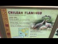 Detroit Zoo Pt1