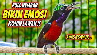 Download lagu PANCINGAN KONIN FULL NEMBAK ISIAN KASAR MEWAH !! MASTERAN KOLIBRI NINJA AGAR CEPAT GACOR EMOSI mp3