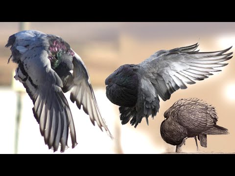 , title : 'Unique and Uncommon Pouter Pigeon Marchenero | All Information of Marchenero Pouter Pigeon | Amazing'