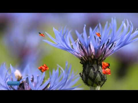 Elias Rahbani - The Happiest Days