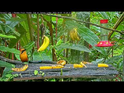 Surprise! Rufous Motmot Unexpectedly Steals Banana From Squirrel (Wait for it!) | October 1, 2022