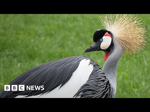 Uganda's national symbol under threat of extinction - BBC News