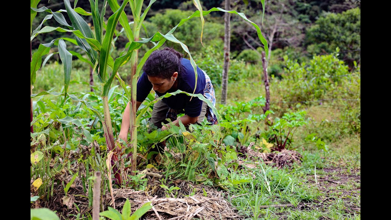 Stewards of the Cloud Forest