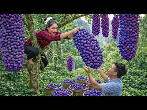 Harvesting Forest Fruits – Peeling & Extracting Buffalo-Foot Seeds to Sell at the Market