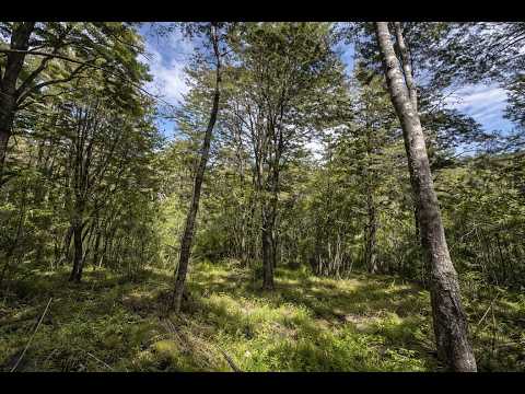 Santuario Natural en Curarrehue: Parcela de 5.010m² en Rinconada-Huililco | Araucanía