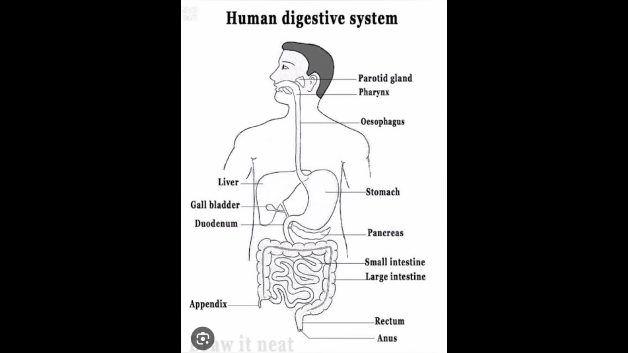 easy diagram of human digestive system