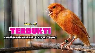 Download lagu Suara PANCINGAN KENARI PAUD Belajar Bunyi Ngeriwik Kenari GACOR Panjang || Masteran Kenari Paud #806 mp3