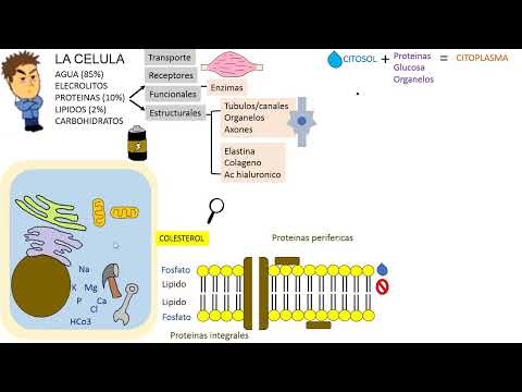 PHYSIOLOGY Class 1: The Cell / Internal Environment