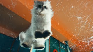 Samsung White cat drops a lot of hair on the table