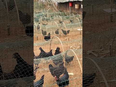 Unique Way to Raise Chickens #farming @RomFarm