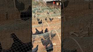 Download lagu Unique Way to Raise Chickens #farming @RomFarm mp3 Download lagu Unique Way to Raise Chickens #farming @RomFarm mp3