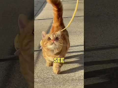 🤗5 Signs You're a Great Cat Owner!😺💕