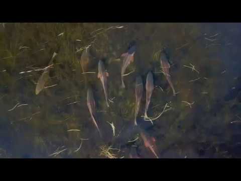 EPIC Redfish School Drone Footage