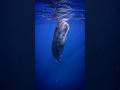 Sperm Whale checking out divers with echolocation #shorts