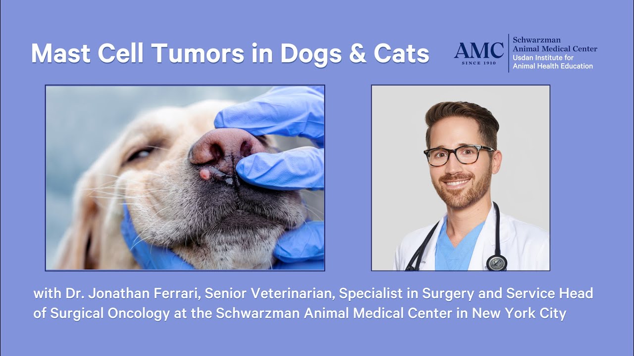 Mast Cell Tumors in Dogs and Cats