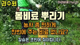 과일농사 감귤 1차 야라비료를 주었습니다.(복합비료+칼슘비료) 비료 간단히 주는 방법은?