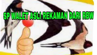 Download lagu 1 JAM SUARA WALET ASLI REKAMAN DARI RBW mp3 Download lagu 1 JAM SUARA WALET ASLI REKAMAN DARI RBW mp3