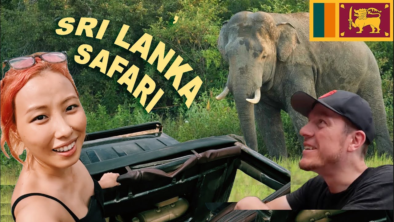 Join travelers on an adventurous journey to Minneriya National Park.