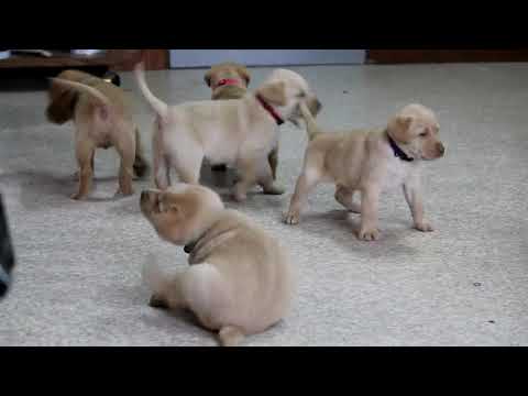 Fox Red Lab Puppies For Sale Florida 02 22