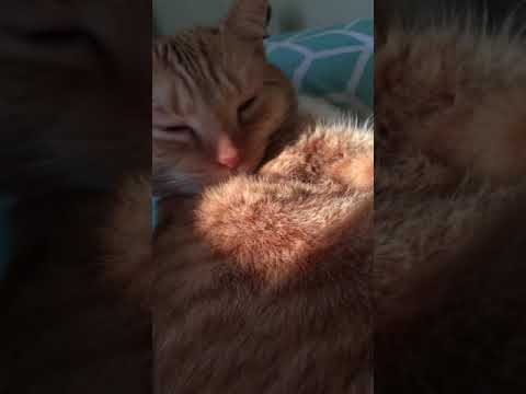 Cute kitty nose wrinkle