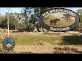Kilimanjaro Safaris 2026 Disney S Animal Kingdom Wildlife Adventure Full Ride POV