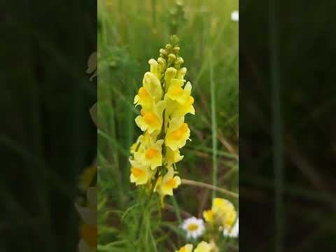 Gewöhnliches Leinkraut: Der pflegeleichte Hummelmagnet für Sandböden