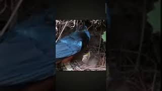 Download lagu burung tledekan meloloh anaknya mp3 Download lagu burung tledekan meloloh anaknya mp3