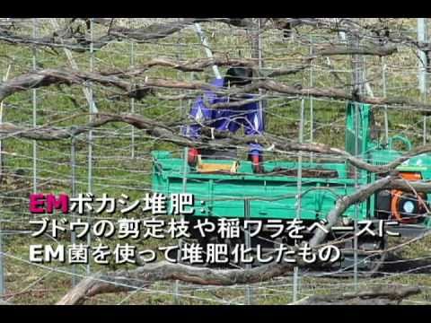 , title : 'ブドウ園の春作業、EMボカシ堆肥を散布！！'