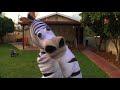 This zebra is dope (Kriss) - Známka: 2, váha: obrovská