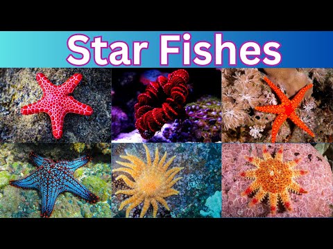 Starfish  | 60 Starfish Names  | The Sea Star