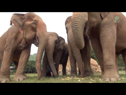 Listen To The Sounds Of Elephants While They Eat - ElephantNews