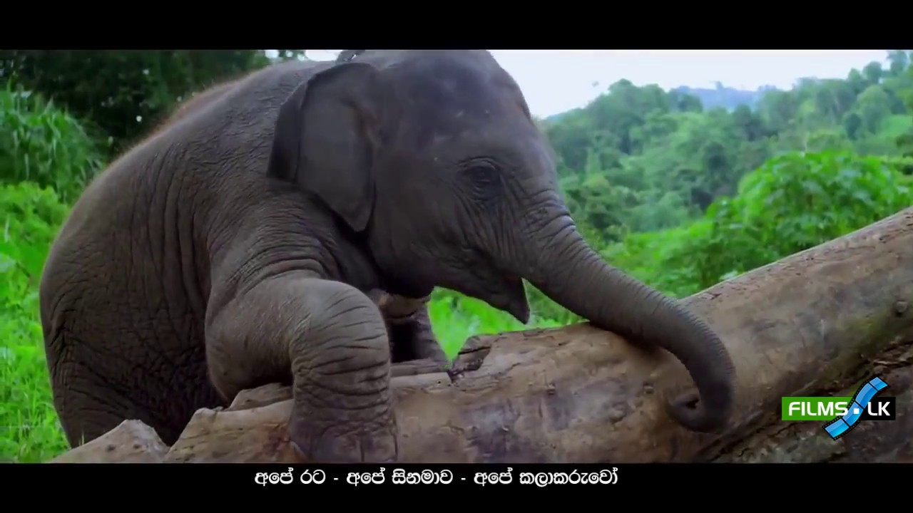 Ali Kathawa Sinhala Movie Trailer by www.films.lk අලි කතාව