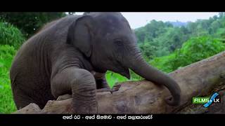 Ali Kathawa Sinhala Movie Trailer by www.films.lk අලි කතාව
