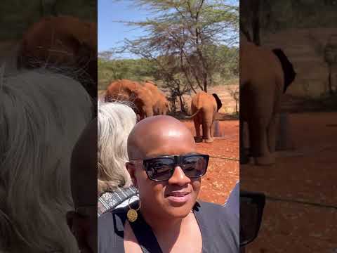 The David Sheldrick elephant sanctuary, Nairobi, Kenya #shorts #elephant #nairobi