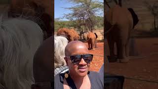 The David Sheldrick elephant sanctuary, Nairobi, Kenya #shorts #elephant #nairobi