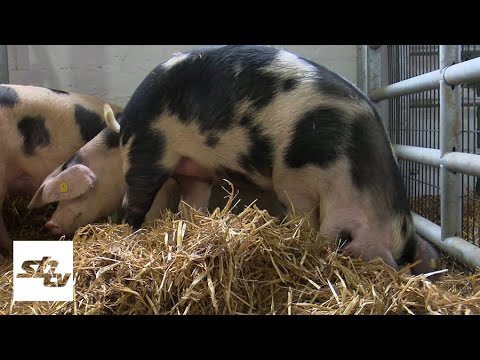 SBTV - DNEVNIK - UVOZ SVE VIŠE MUČI DOMAĆE PROIZVOĐAČE SVINJA - 20.11.2020.