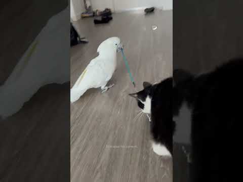 Mon perroquet joue avec mon chat