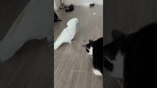 Mon perroquet joue avec mon chat
