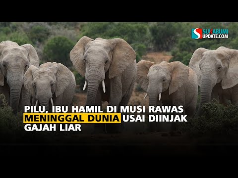 Pilu, Ibu Hamil di Musi Rawas Meningal Dunia  Usai Diinjak Gajah Liar