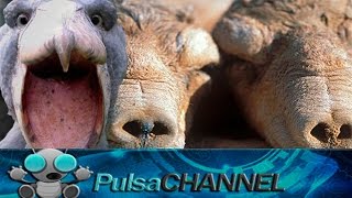 TOP 10 Animales Que No Creerías 2º Parte
