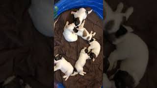 Video preview image #2 Pyredoodle Puppy For Sale in ANZA, CA, USA